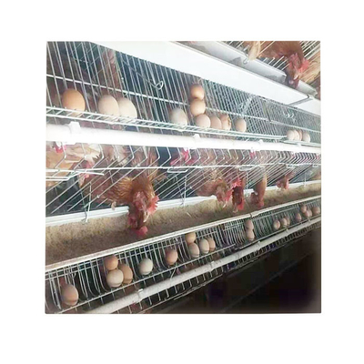 Best Price A-Type 3 Levels 4 Door Chicken Layer Battery Cage for Farm